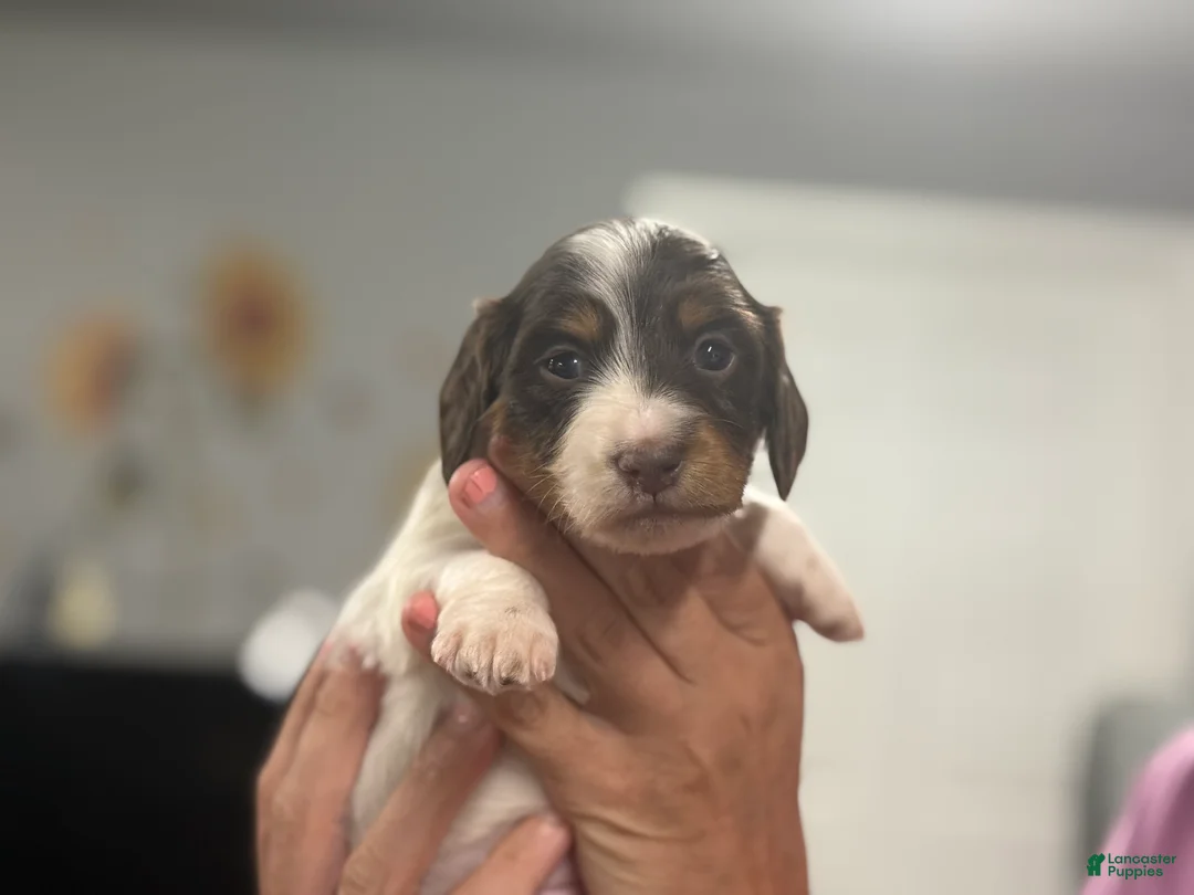 Miniature Dachshund dogs for sale: Chocolate Pie - long hair - Ad 1