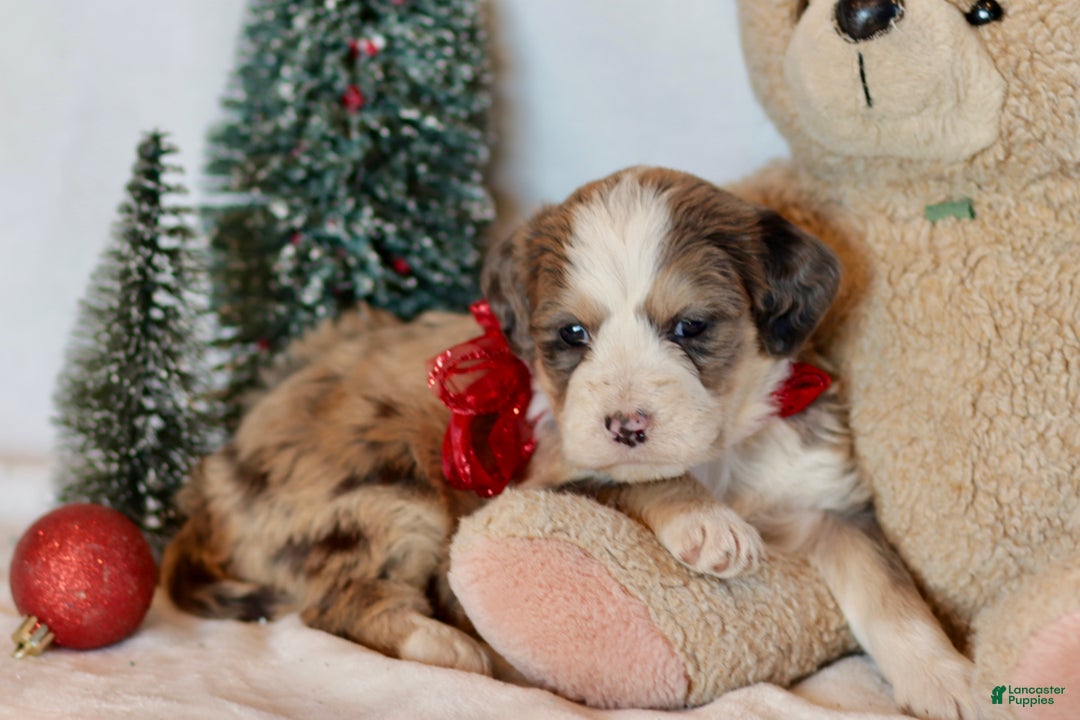 Bernedoodle dogs for sale: Whisper - Ad 7