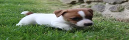 Jack Russell Terrier dogs for sale: Sam - Ad 2