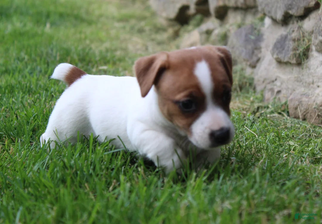 Jack Russell Terrier dogs for sale: Sam - Ad 2