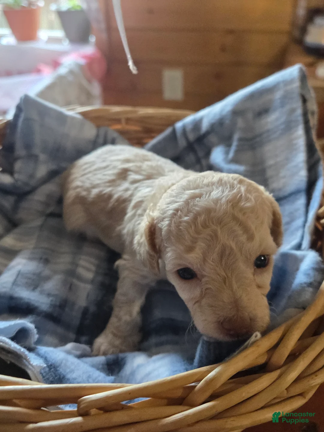 Toy Poodle dogs for sale: Toy Poodle 2 - Ad 2