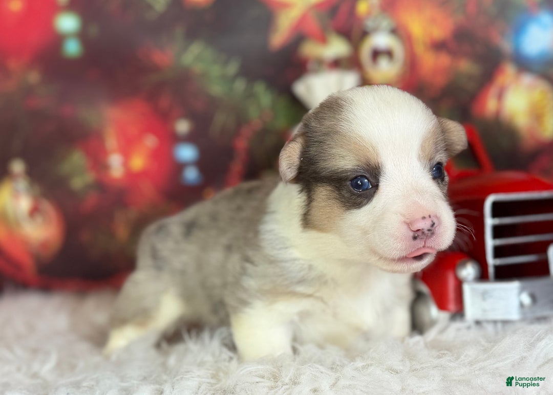 Welsh Corgi Pembroke dogs for sale: Tinsel pet only - Ad 5