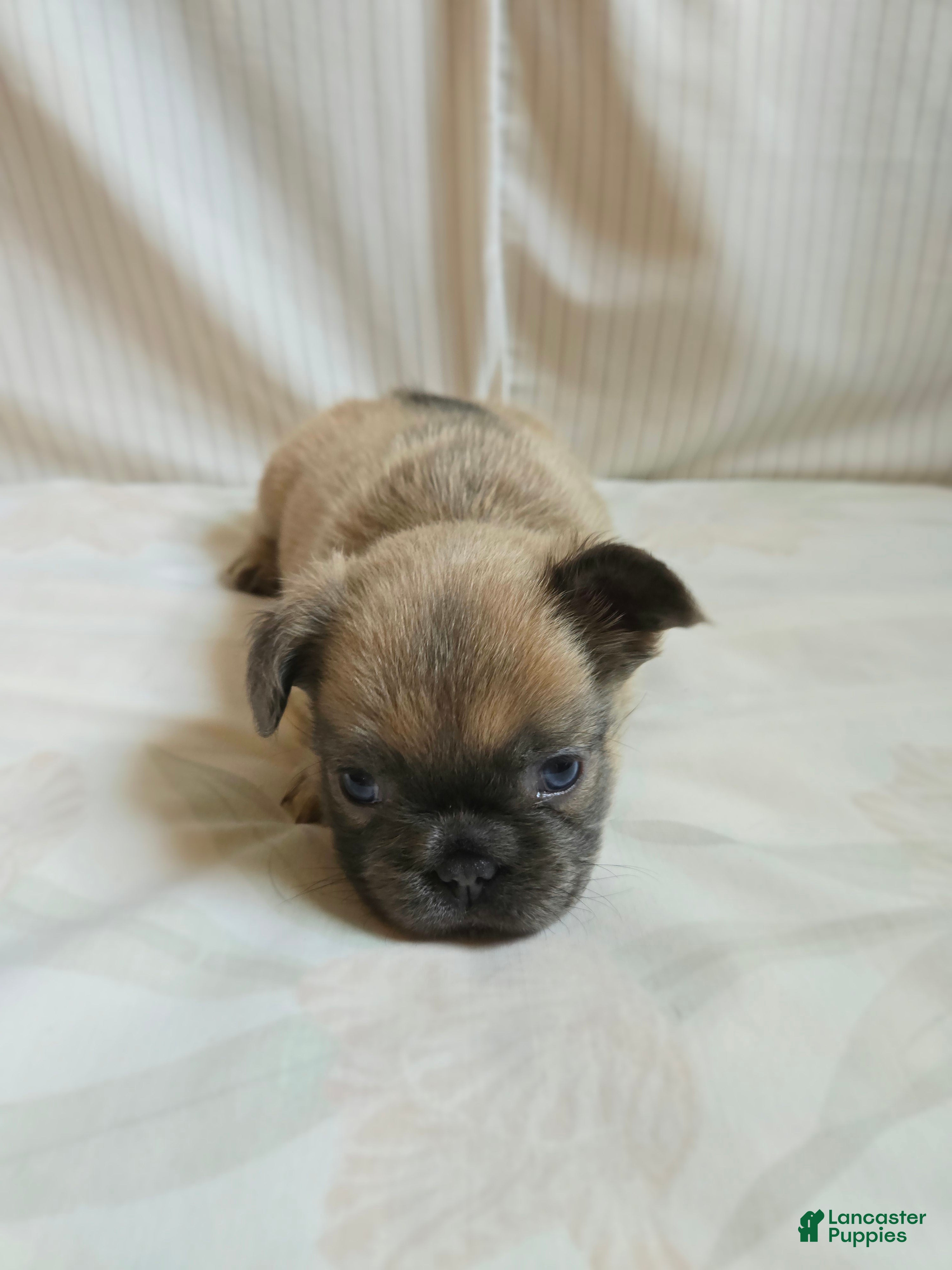 French Bulldog dogs for sale: Paris  - Ad 4