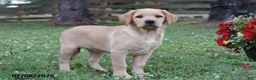 Labrador Retriever dogs for sale: Maddie - Ad 2