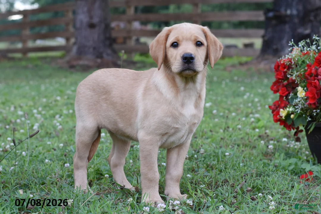 Labrador Retriever dogs for sale: Maddie - Ad 2