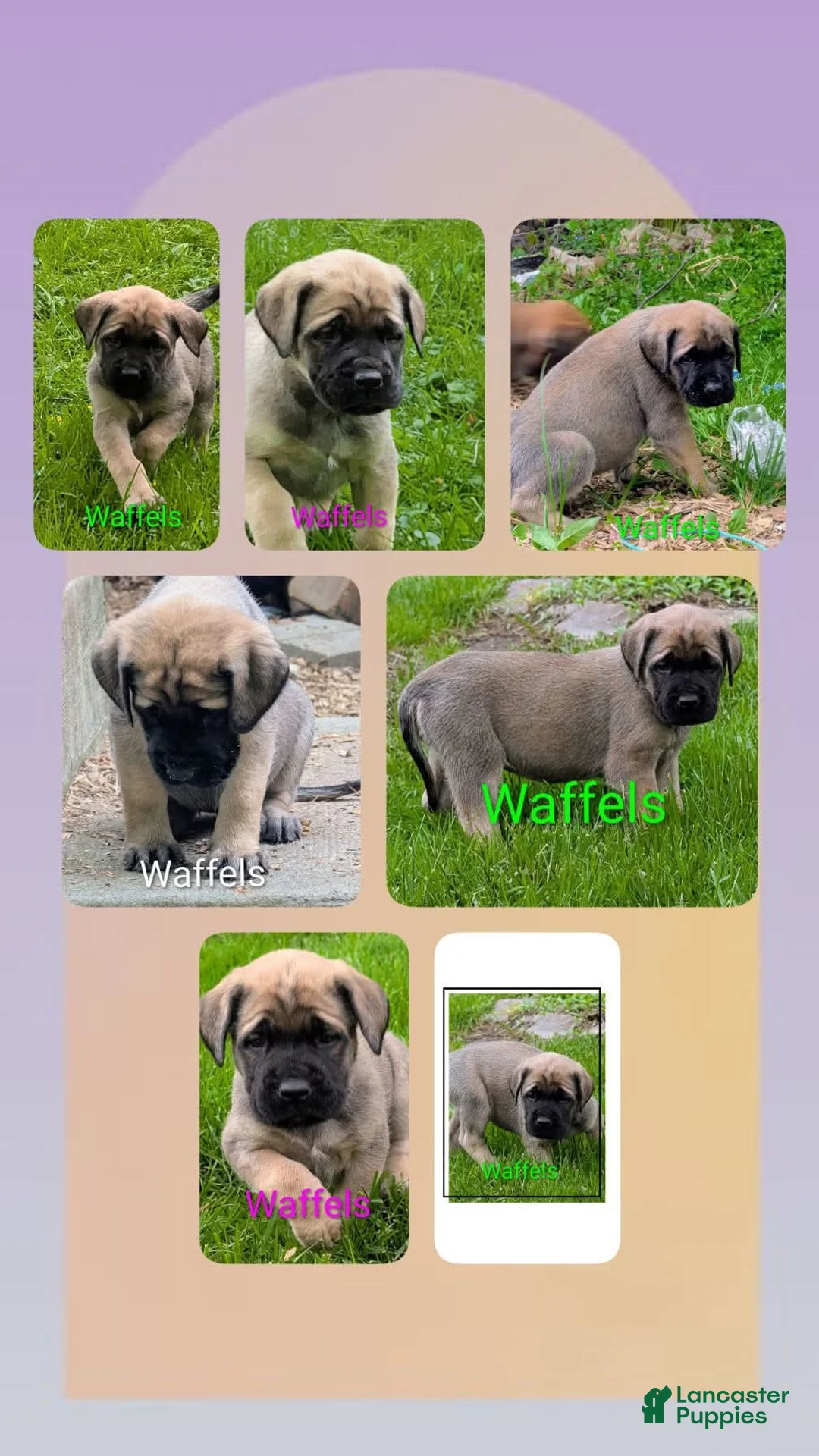 English Mastiff dogs for sale: English Mastiff Puppy 3 - Ad 2