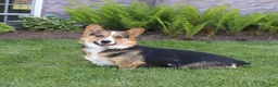 Miniature Australian Shepherd dogs for sale: Sully - Ad 6