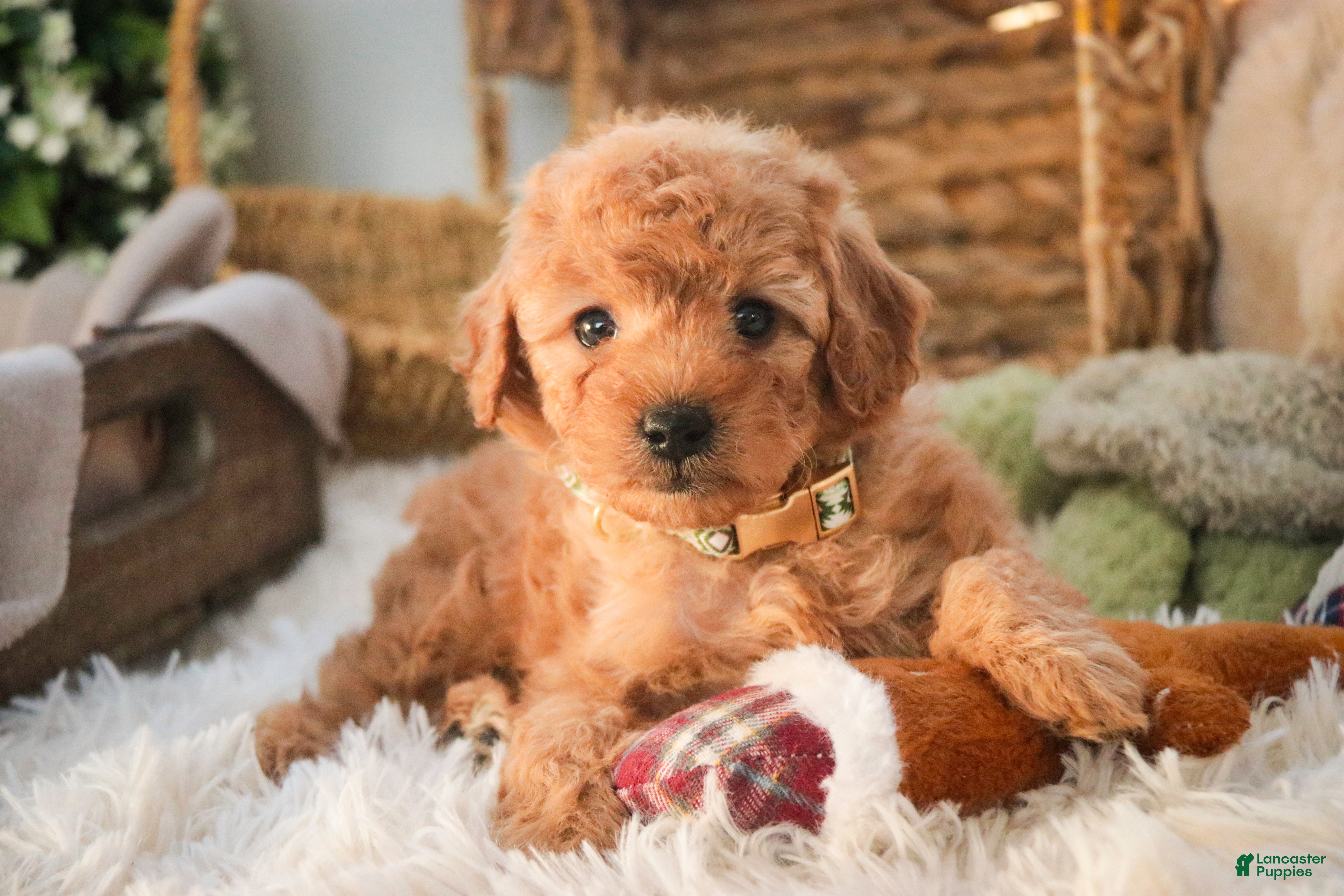 Miniature Poodle dogs Hunter - Ad 34