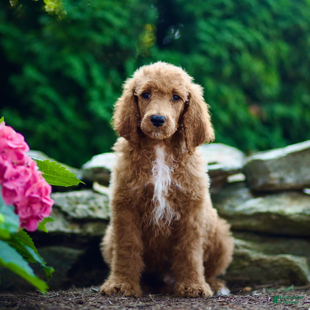 Standard Poodle dogs for sale: Merv - Ad 1