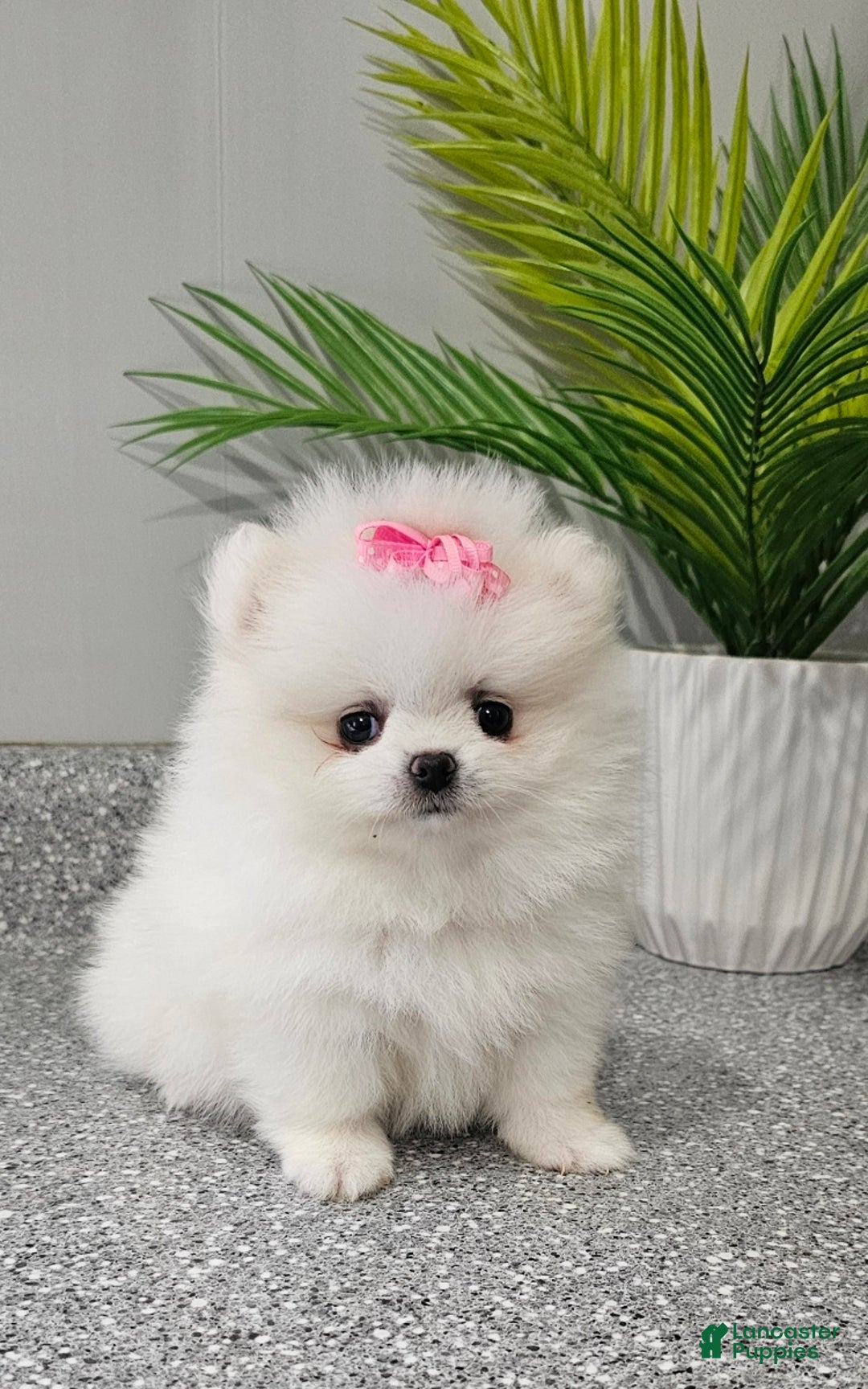 Pomeranian dogs for sale: Sugar Plum - Ad 7
