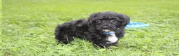 Yorkiepoo dogs for sale: Ranger  - Ad 21