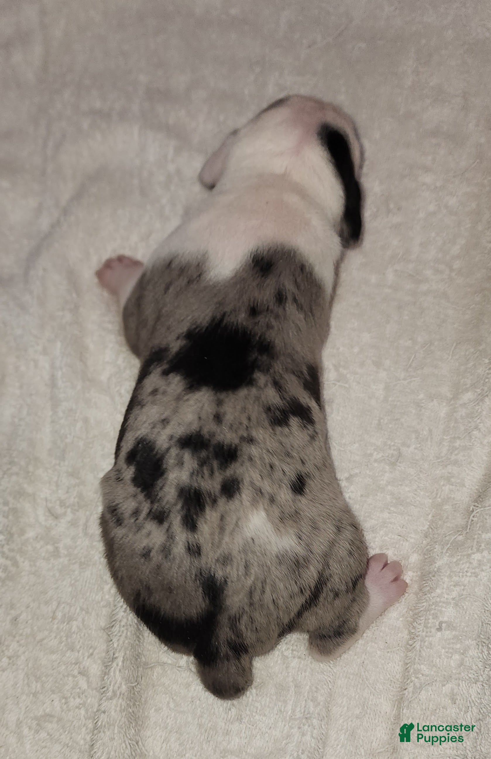 Catahoula Leopard Dog dogs Gabby F2025 F1 Catahoula Puppy - Ad 26