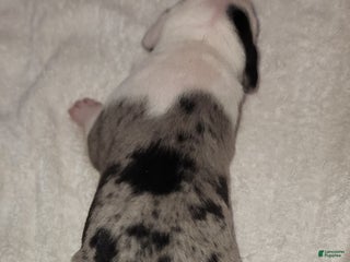 Catahoula Leopard Dog dogs Gabby F2025 F1 Catahoula Puppy - Ad 26