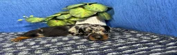 Miniature Dachshund dogs for sale: Miniature Dachshund 1 - Ad 2