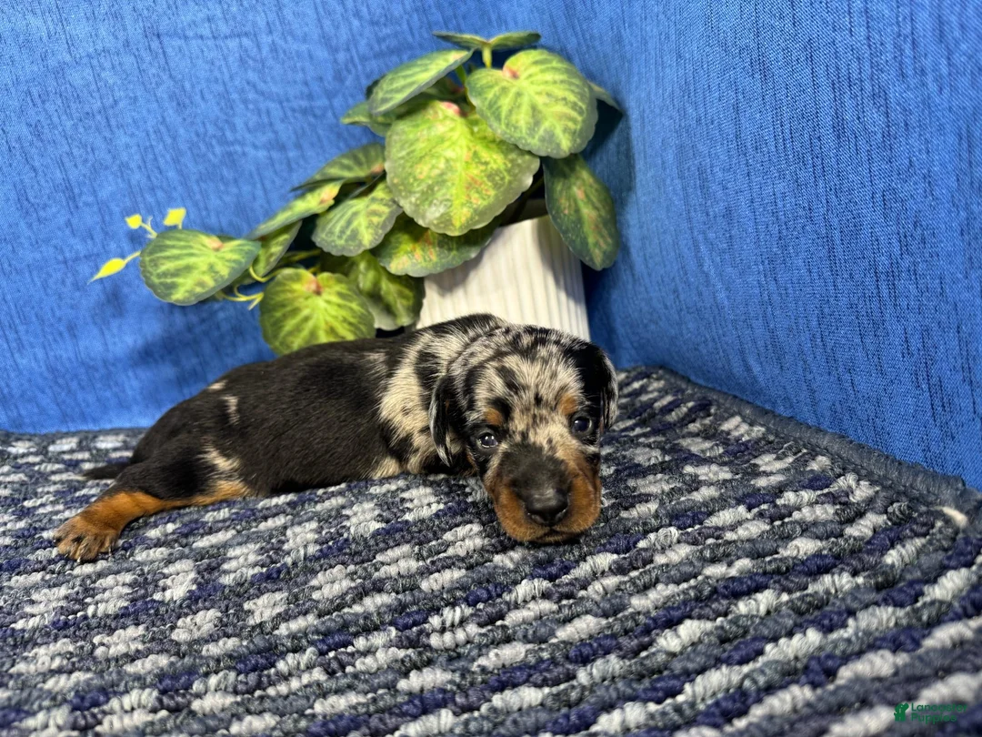 Miniature Dachshund dogs for sale: Miniature Dachshund 1 - Ad 2