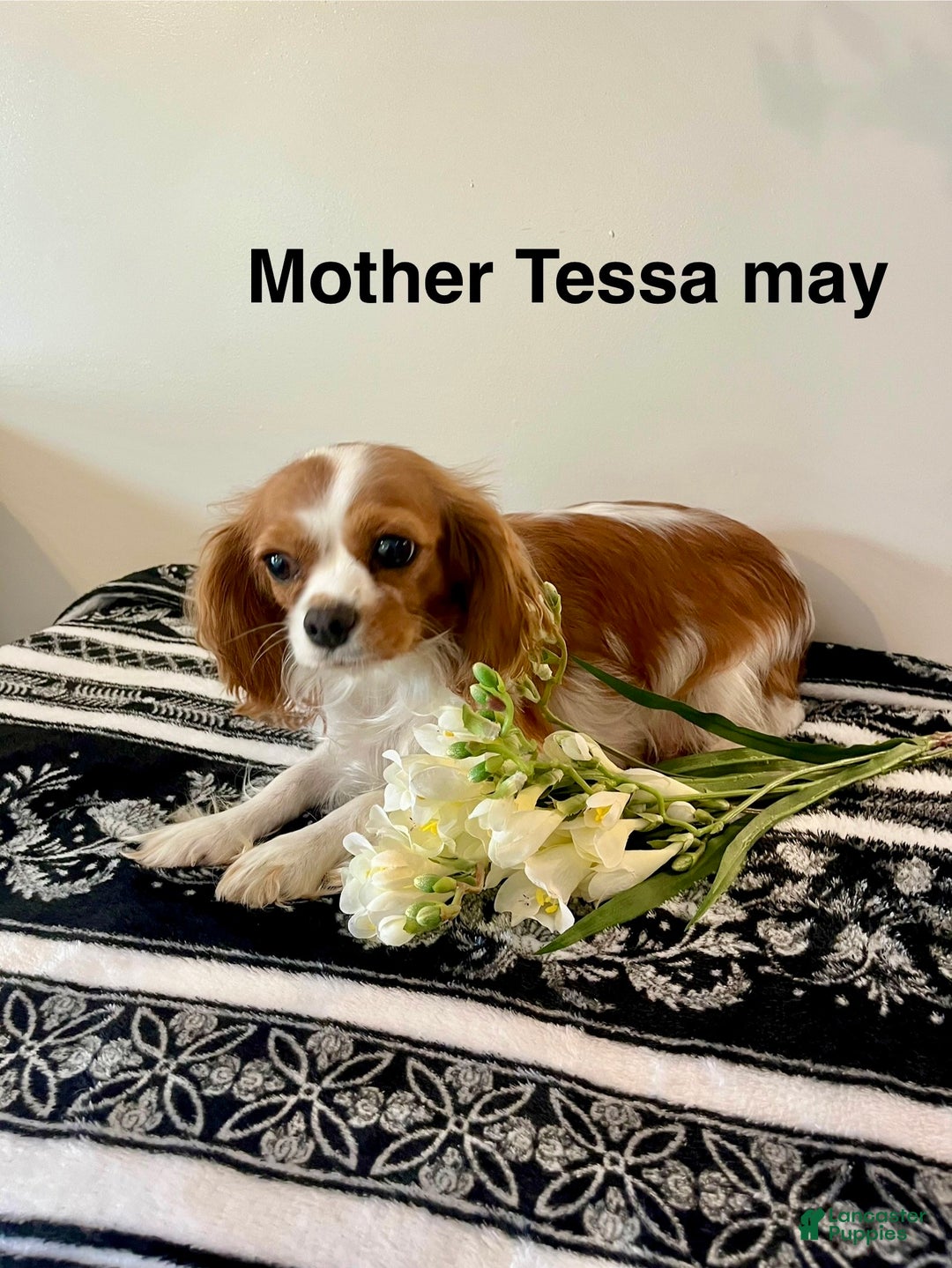 Cavalier King Charles Spaniel dogs for sale: Molly - Ad 4