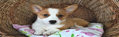 Rosie 