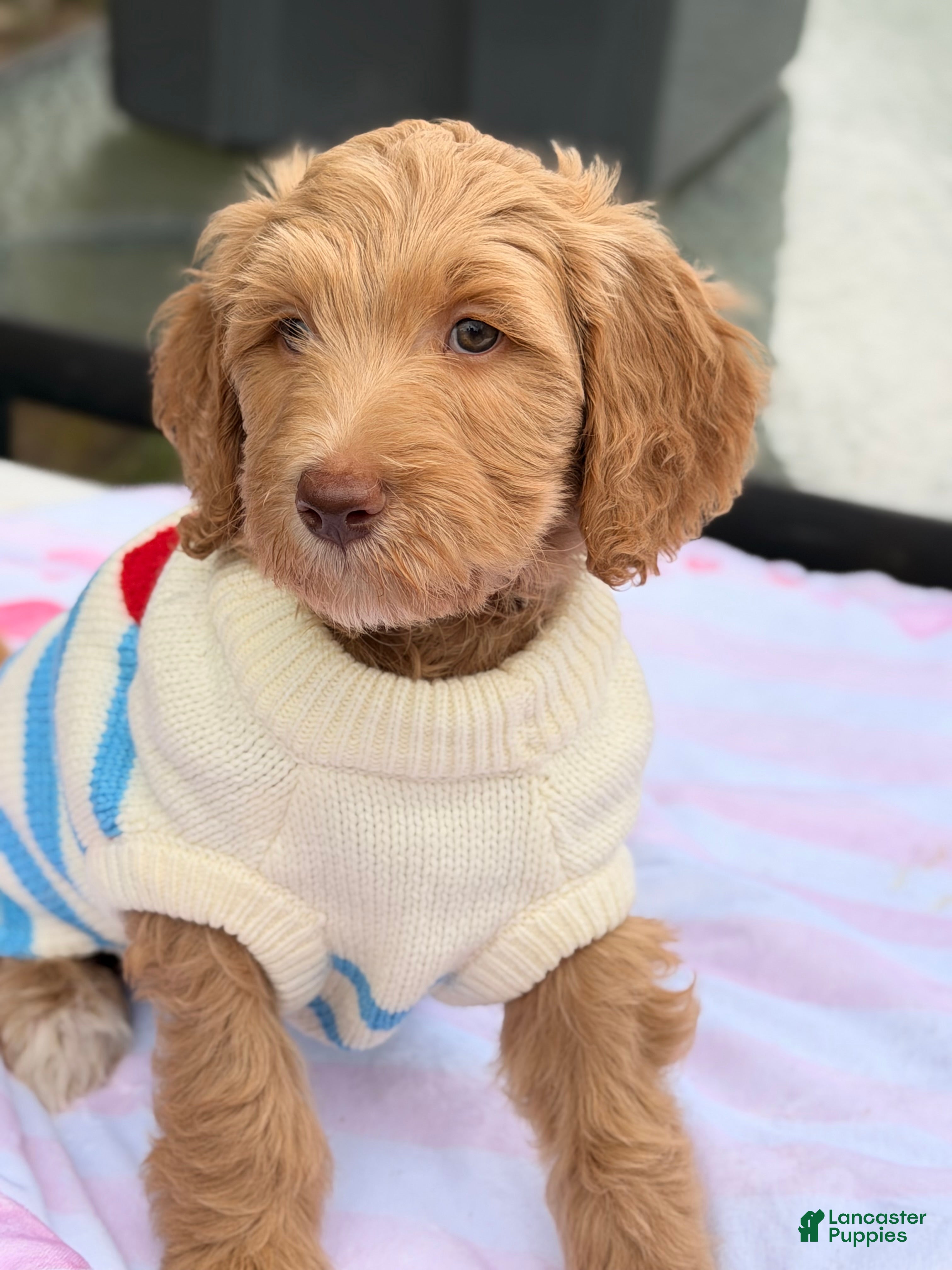 Goldendoodle dogs Cedar - Ad 2