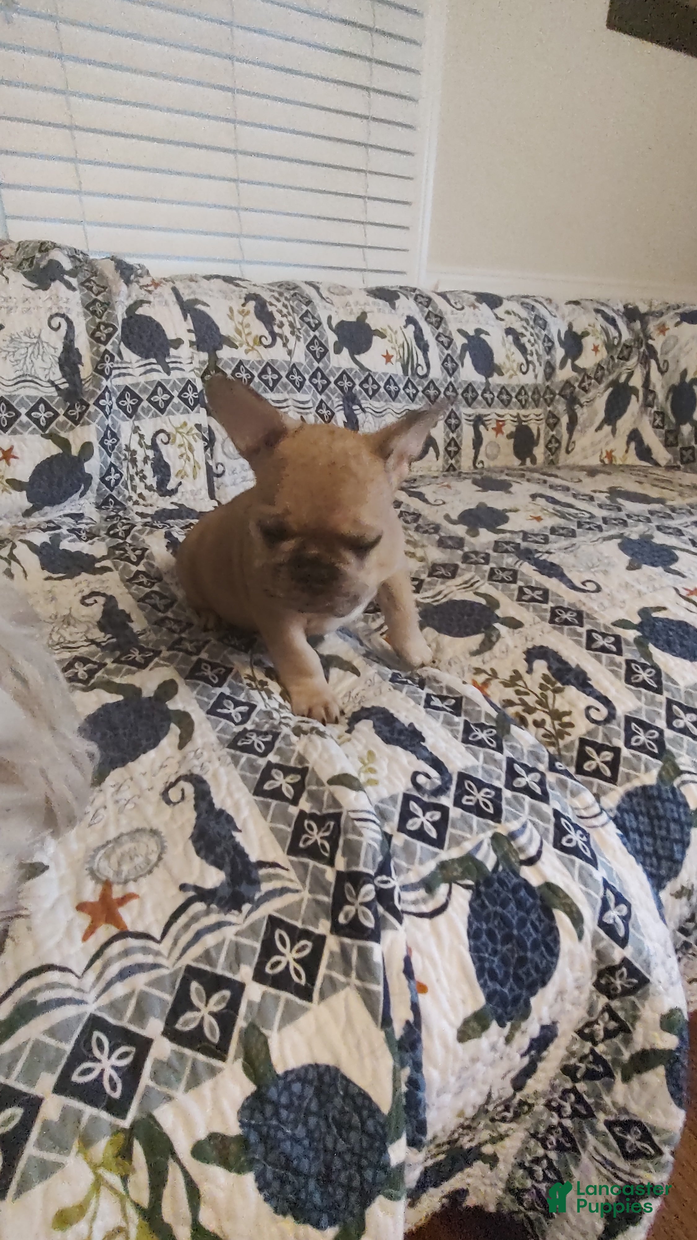 French Bulldog dogs Mugsy - Ad 2