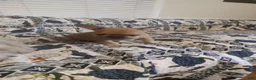 French Bulldog dogs for sale: Mugsy - Ad 2