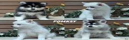 Pomsky dogs for sale: Prince - Ad 11