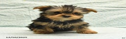 Yorkshire Terrier dogs for sale: Elmer - Ad 5