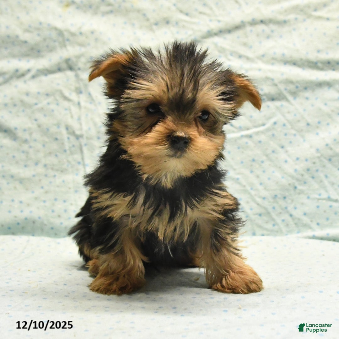 Yorkshire Terrier dogs for sale: Elmer - Ad 5