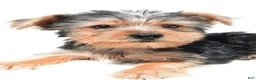 Yochon dogs for sale: Jip - Ad 1