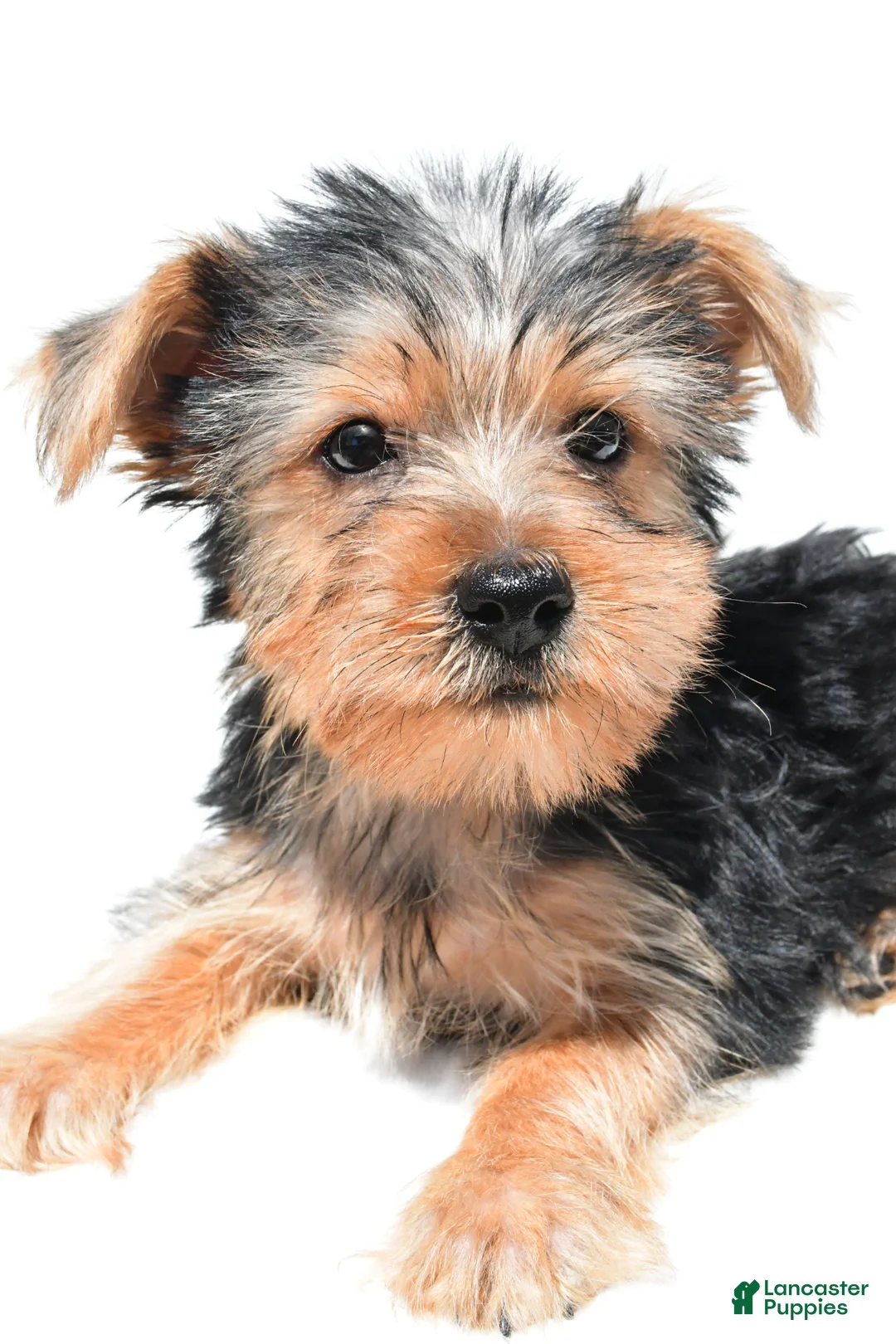 Yochon dogs for sale: Jip - Ad 1