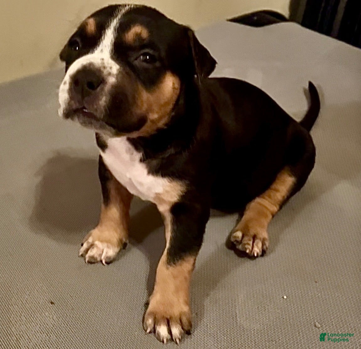 American Bully dogs American Bully 5 - Ad 1