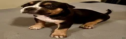 American Bully dogs for sale: American Bully 5 - Ad 1