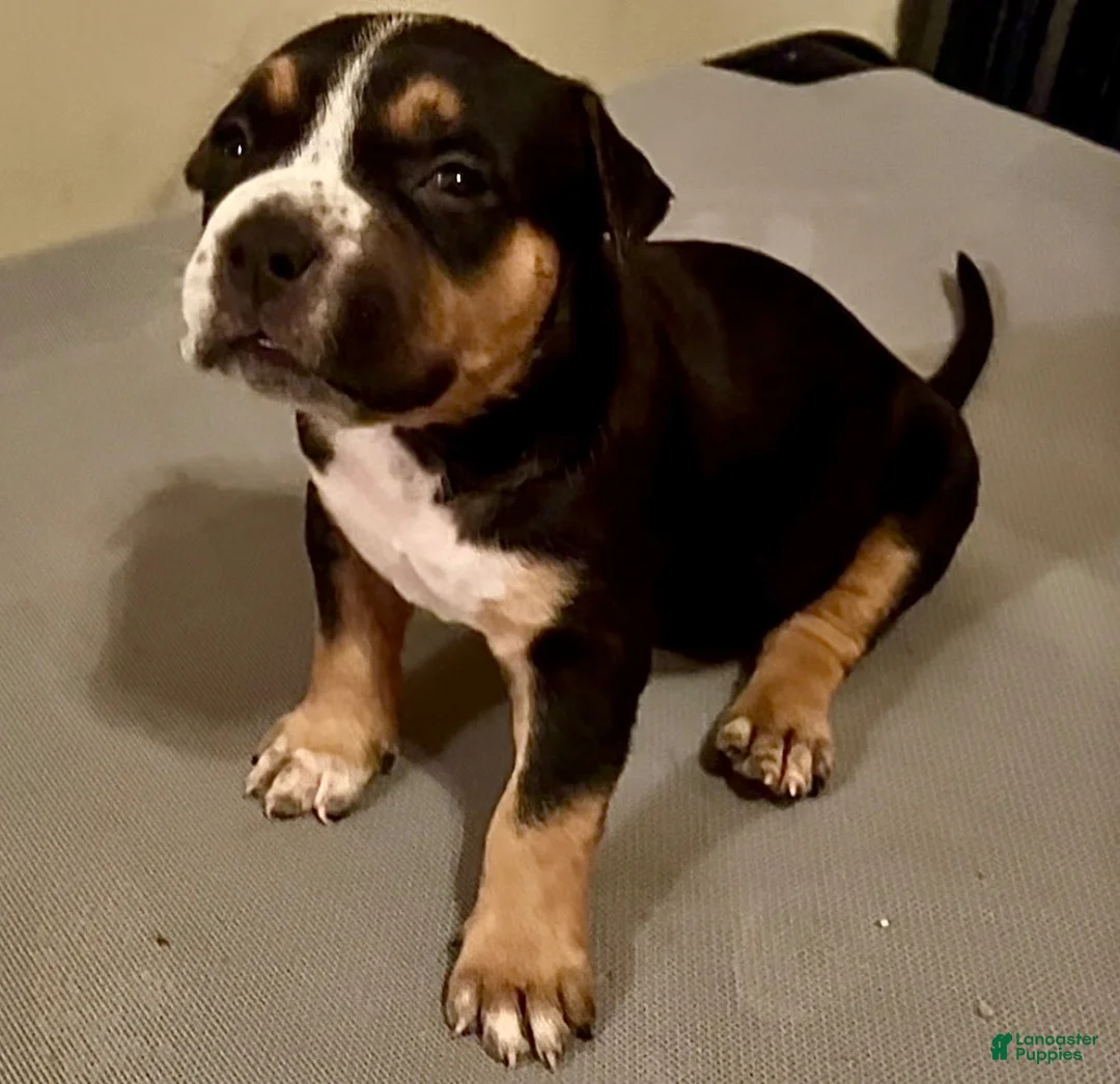 American Bully dogs for sale: American Bully 5 - Ad 1