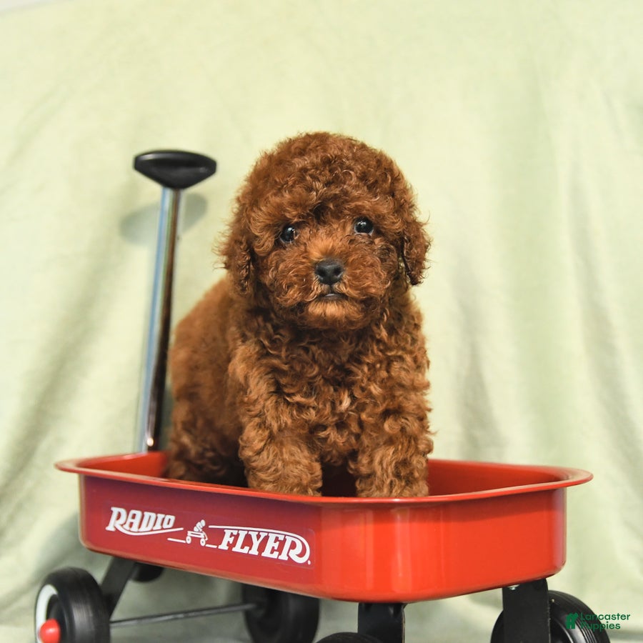 Miniature Poodle dogs Daffodil - Ad 2