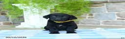 Labrador Retriever dogs for sale: Banana - Ad 1