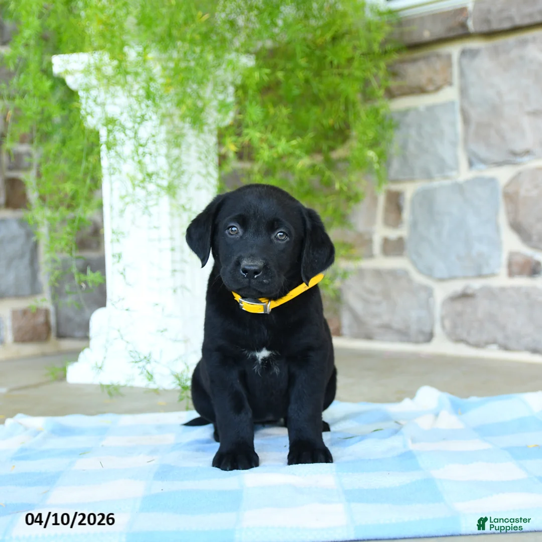 Labrador Retriever dogs for sale: Banana - Ad 1