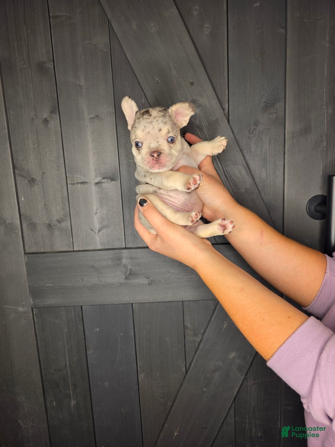 French Bulldog dogs for sale: French Bulldog Puppy 4 - Ad 2