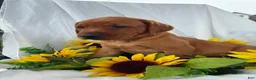 Labrador Retriever dogs for sale: Scout  - Ad 2