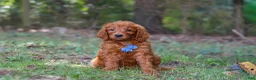 Goldendoodle dogs for sale: Braxton - Ad 5