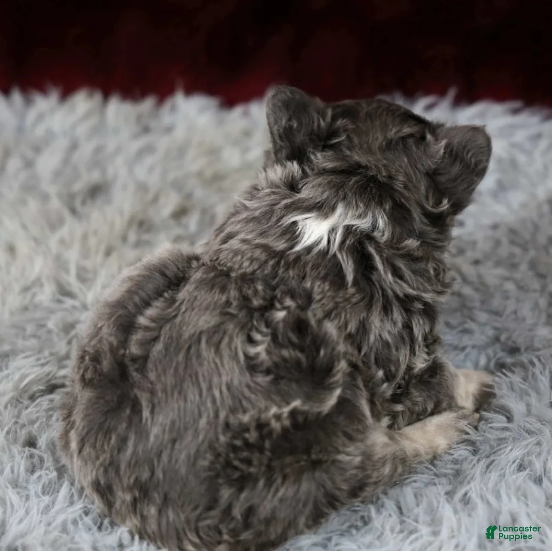 French Bulldog dogs for sale: Snuggles - Ad 4