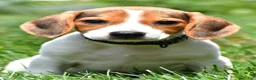 Beagle dogs for sale: Polly - Ad 1