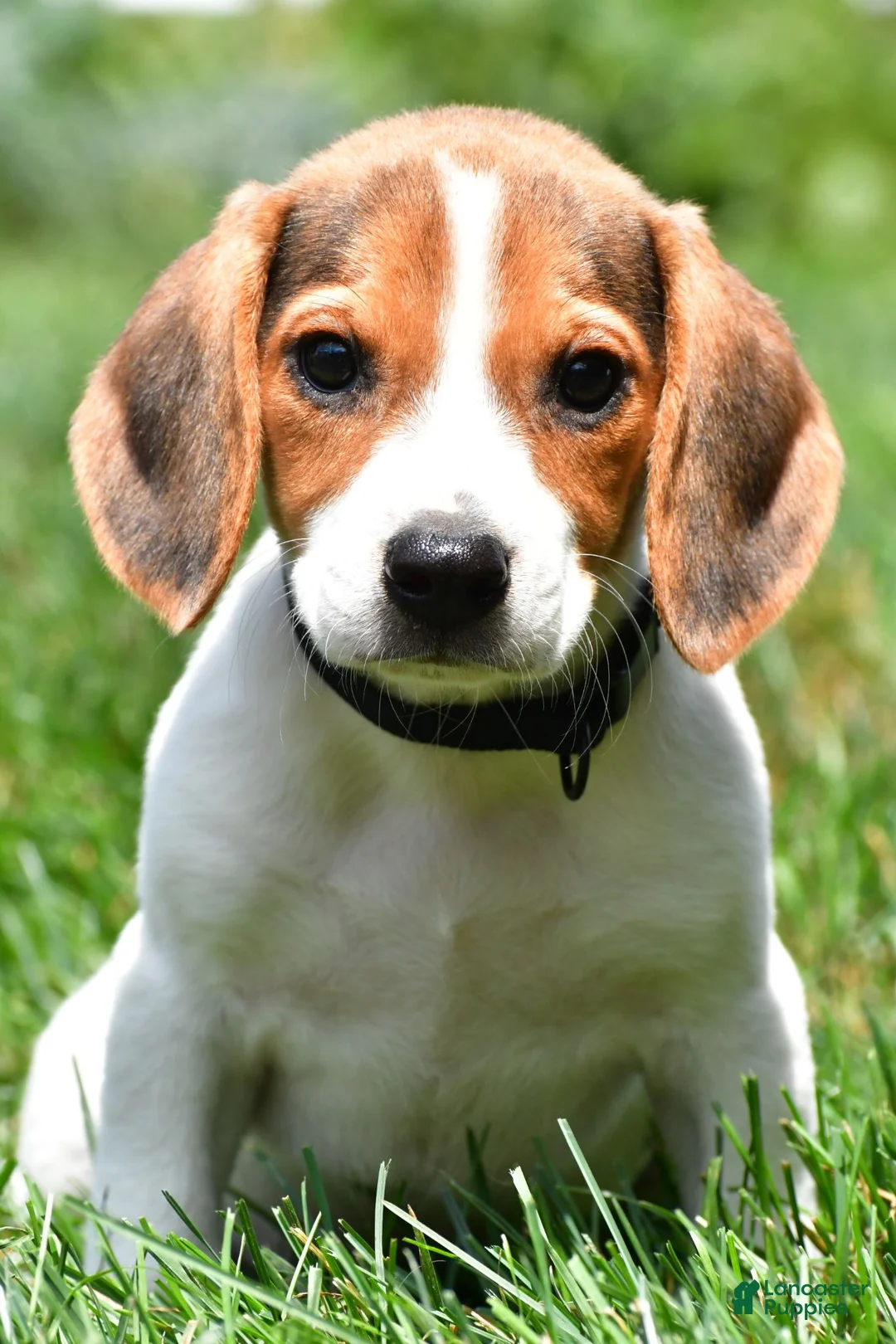 Beagle dogs for sale: Polly - Ad 1