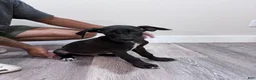 Great Dane dogs for sale: Great Dane 1 (Dozer) - Ad 2