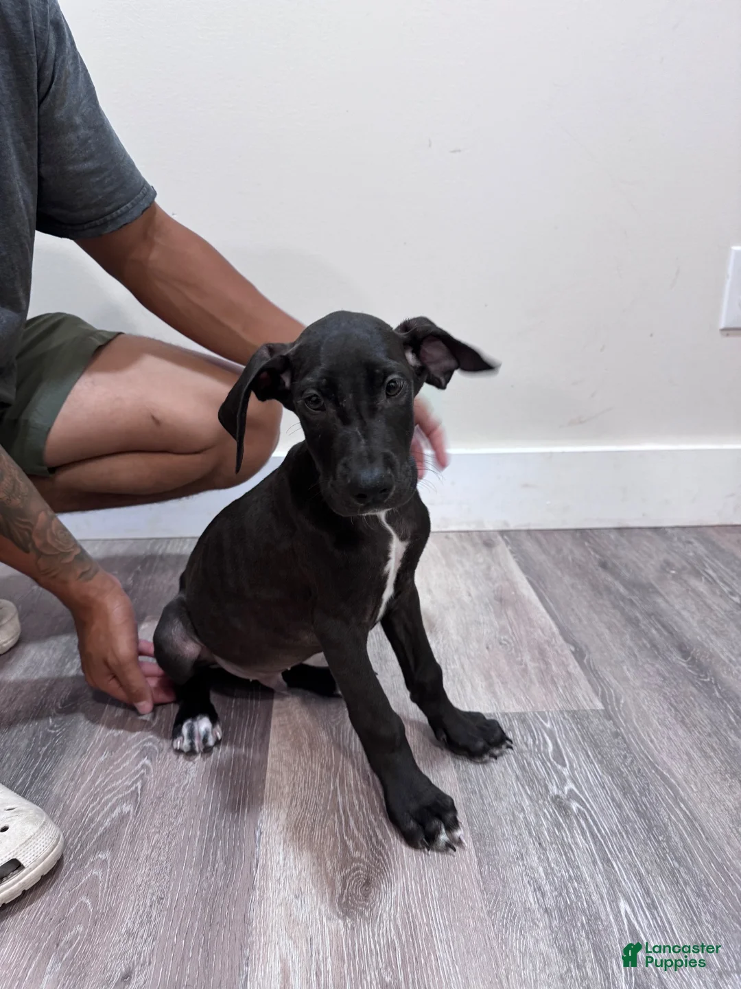 Great Dane dogs for sale: Great Dane 1 (Dozer) - Ad 2