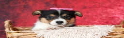 Welsh Corgi Pembroke dogs for sale: Annabelle🎀 - Ad 16