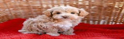 Maltipoo dogs for sale: Stanley - Ad 1