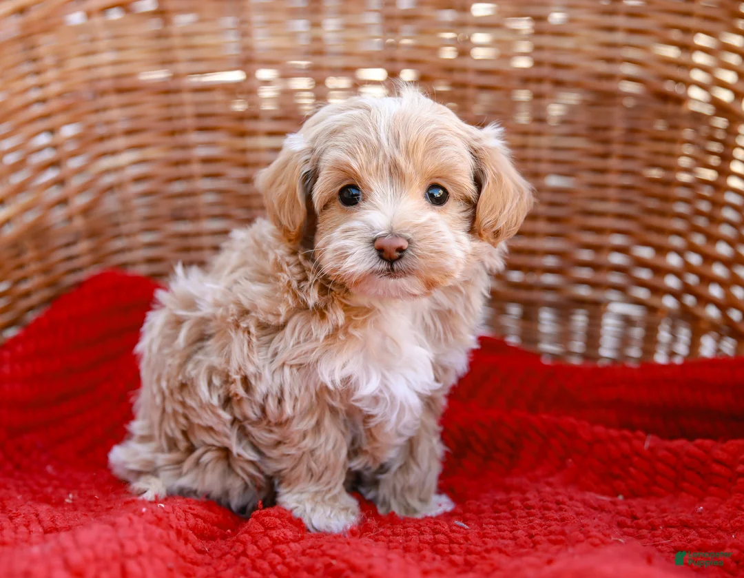 Maltipoo dogs for sale: Stanley - Ad 1