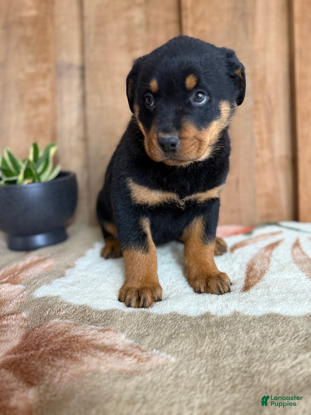 Rottweiler dogs for sale: Leo - Ad 11