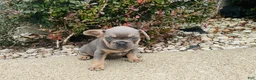 French Bulldog dogs for sale: Sadie - Ad 10