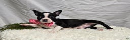 Boston Terrier dogs for sale: Baby Doll - Ad 3