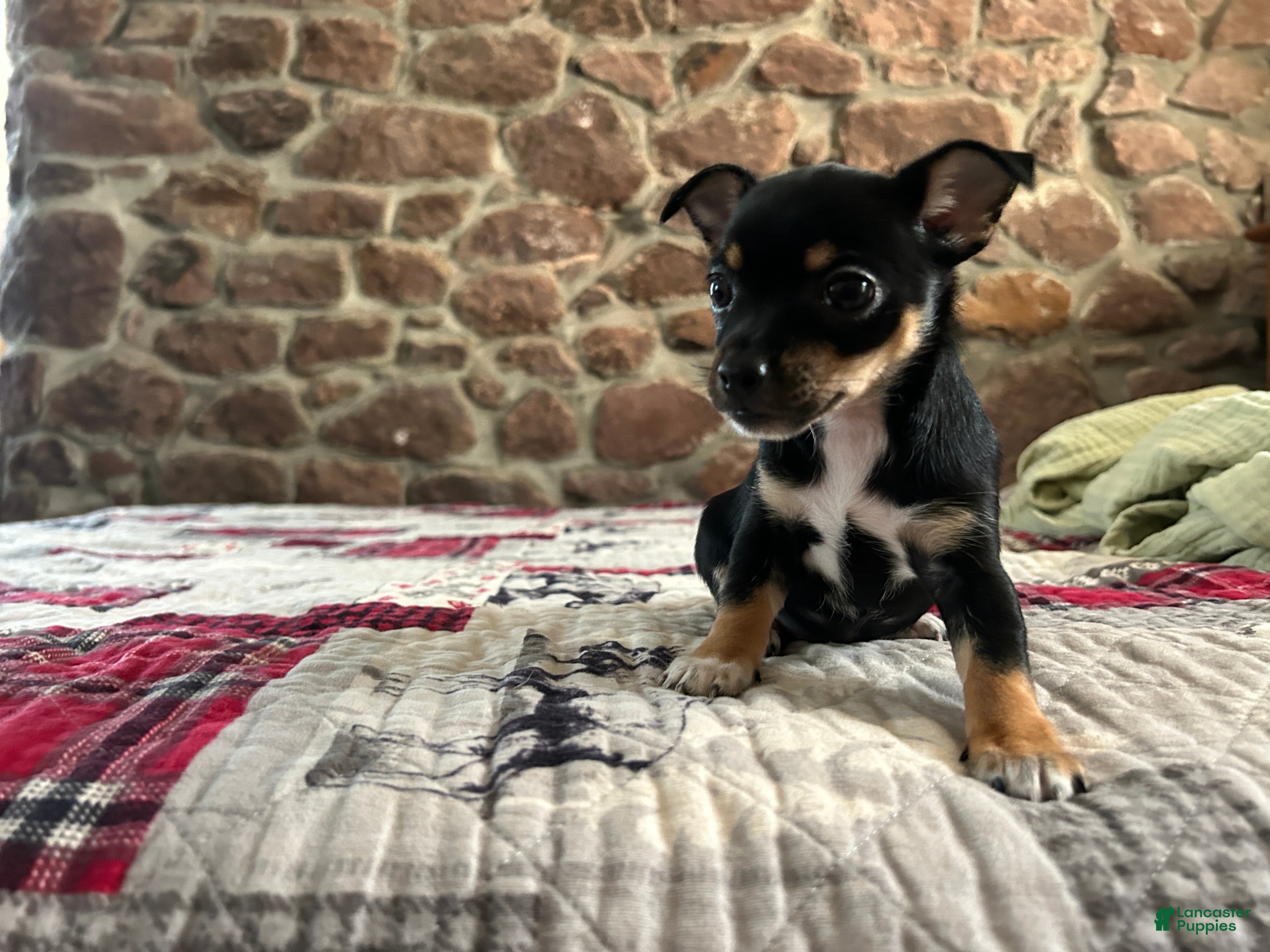 Chihuahua dogs 🐾Maggie~Ready Now - Ad 1